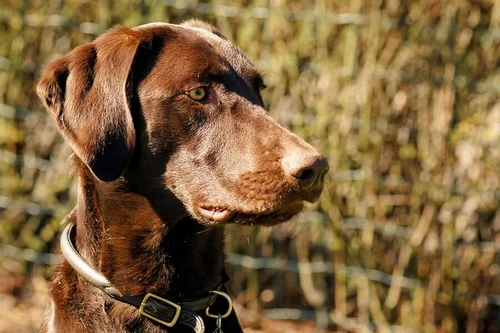 Chesapeake Bay Retriever dog