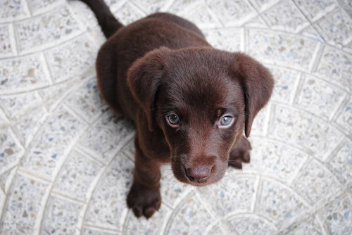 Healthy Chesapeake Bay Retriever eating balanced diet